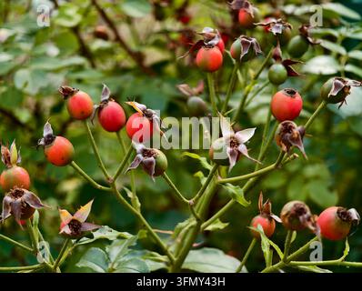 Macro di bacche di rosa che maturano su uno sfondo verde. Fotografia macro in primo piano di giovani frutti di rosa rossi in maturazione che crescono Foto Stock
