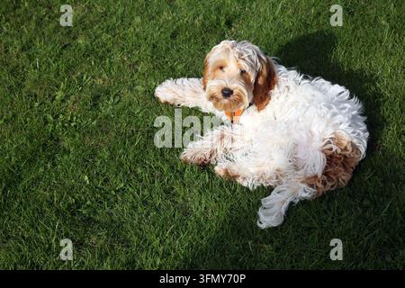 Un giovane Cockapoo (un cane meticcio incrociato tra un Cocker Spaniel e un Barboncino) sdraiato sull'erba Foto Stock