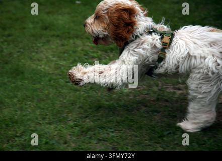 Un giovane Cockapoo (un cane meticcio tra un Cocker Spaniel e un Barboncino) che corre sull'erba Foto Stock