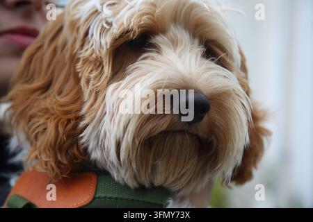 Un giovane Cockapoo (un cane meticcio tra un Cocker Spaniel e un Barboncino) Foto Stock