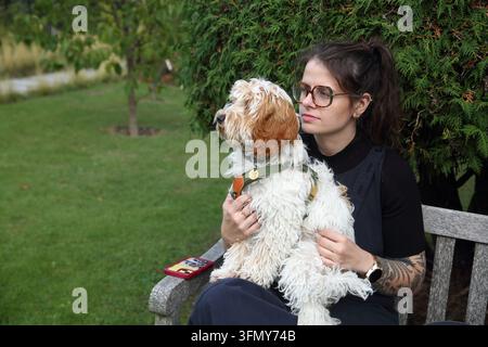 Un giovane Cockapoo (un incrocio tra un Cocker Spaniel e un Barboncino) seduto in grembo al suo proprietario su una panchina in Inghilterra Foto Stock