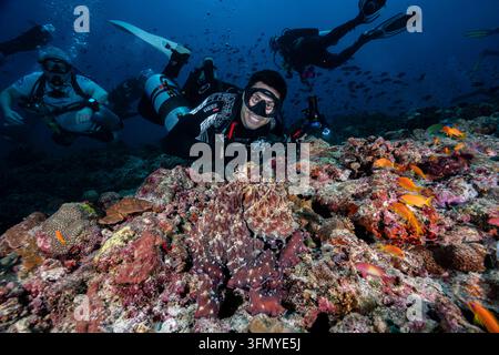 I subacquei si radunano attorno a una seppia camuffata (Octopus cyanea) su una barriera corallina, Maldive, Oceano Indiano. Foto Stock