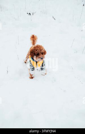 Cane riccio carino in piedi nella neve alta con una giacca invernale gialla Foto Stock