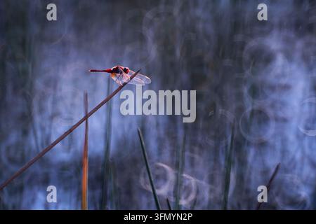 Prima piano originale di una libellula rossa Sympetrum appollaiata su una slanciata canna, incorniciata da erbe sfocate e morbide riflessioni blu nebbiose delle zone umide. Foto Stock