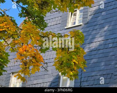 Fogliame autunnale verde, giallo e arancione su un tradizionale muro di ardesia grigio scuro e una finestra in una giornata autunnale soleggiata. Foto Stock