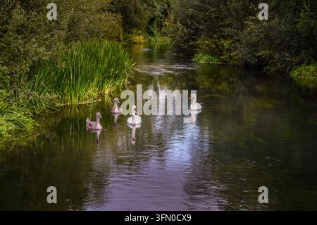 Una famiglia di cigni sul fiume Wylye - Wiltshire Foto Stock