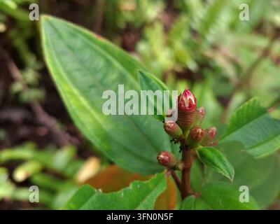 Una fotografia macro dettagliata che cattura giovani boccioli di fiori Melastoma rosa circondati da minuscole formiche nere che strisciano sul fusto ruvido Foto Stock