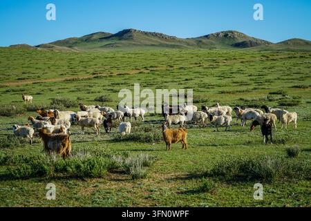 Un grande mandria di pecore e capre domestiche, di vari colori bianchi, marroni e neri, pascola sulle vivaci colline verdi della steppa mongola Foto Stock