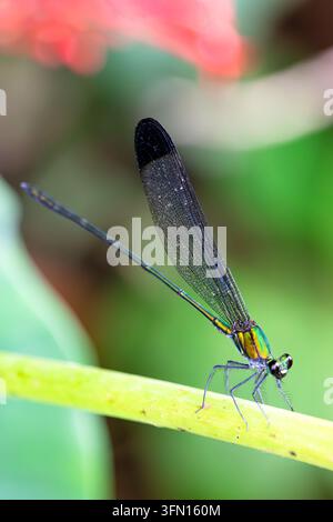 Una libellula verde iridescente si appollaia su uno stelo di pianta in messa a fuoco selettiva netta contro uno sfondo colorato sfocato e morbido. Foto Stock