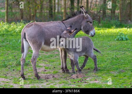 Grigio asino domestico, femmina con puledro, Hesse, Germania Foto Stock