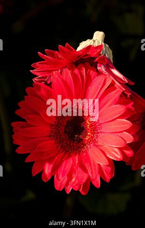 Ritratto naturale in primo piano molto ravvicinato di una pianta fiorita della deliziosa Gerbera Garvinea Sweet Sparkle. pianta fiorita, bella, salute mentale, abbagliante Foto Stock