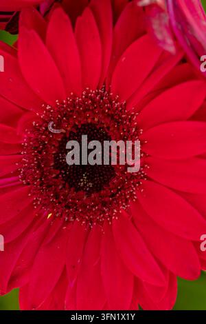 Ritratto naturale in primo piano molto ravvicinato di una pianta fiorita della deliziosa Gerbera Garvinea Sweet Sparkle. pianta fiorita, bella, salute mentale, abbagliante Foto Stock