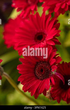 Ritratto naturale in primo piano molto ravvicinato di una pianta fiorita della deliziosa Gerbera Garvinea Sweet Sparkle. pianta fiorita, bella, salute mentale, abbagliante Foto Stock
