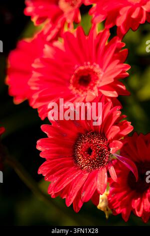 Ritratto naturale in primo piano molto ravvicinato di una pianta fiorita della deliziosa Gerbera Garvinea Sweet Sparkle. pianta fiorita, bella, salute mentale, abbagliante Foto Stock
