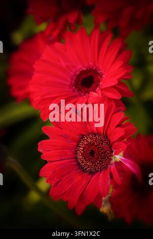 Ritratto naturale in primo piano molto ravvicinato di una pianta fiorita della deliziosa Gerbera Garvinea Sweet Sparkle. pianta fiorita, bella, salute mentale, abbagliante Foto Stock