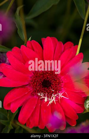 Ritratto naturale in primo piano molto ravvicinato di una pianta fiorita della deliziosa Gerbera Garvinea Sweet Sparkle. pianta fiorita, bella, salute mentale, abbagliante Foto Stock