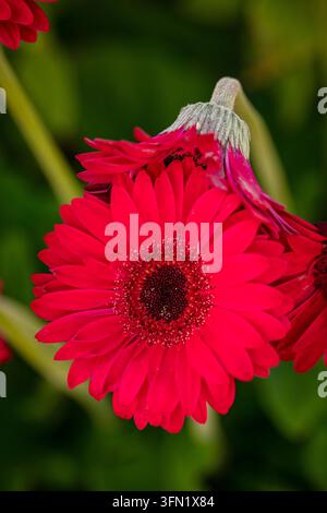 Ritratto naturale in primo piano molto ravvicinato di una pianta fiorita della deliziosa Gerbera Garvinea Sweet Sparkle. pianta fiorita, bella, salute mentale, abbagliante Foto Stock