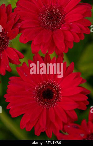 Ritratto naturale in primo piano molto ravvicinato di una pianta fiorita della deliziosa Gerbera Garvinea Sweet Sparkle. pianta fiorita, bella, salute mentale, abbagliante Foto Stock