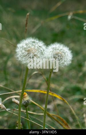 Due soffice tarassachi su uno sfondo di erba verde. È visibile un bocciolo sbiadito. Sfondo sfocato Foto Stock