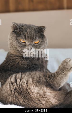 Gatto Scottish Fold grigio scontroso che si rilassa sul letto Foto Stock