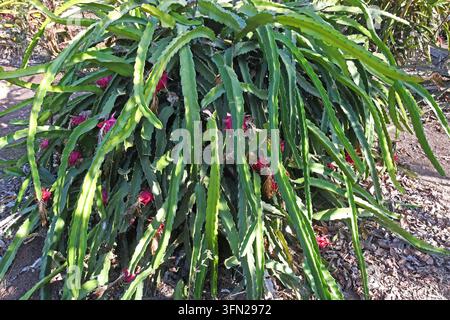 Pitaya, frutto del drago selvatico Foto Stock