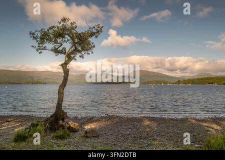 Un piccolo albero che cresce tra alcune rocce su una spiaggia sulle rive del Loch Lomond vicino a Balmaha in Scozia con yacht e montagne in lontananza Foto Stock