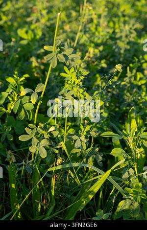 Campo di erba medica verde alla luce calda del sole, primo piano, ripresa verticale. Foto Stock