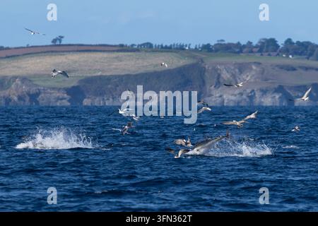 Tonno rosso Thunnus thynnus, adulto che salta durante una frenesia di alimentazione, Falmouth Bay, Falmouth, Cornovaglia, Regno Unito, settembre Foto Stock