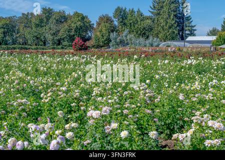 Campo di dalie colorato in piena fioritura con fiori bianchi e viola, fogliame verde, alberi alti e un piccolo edificio di fattoria sotto un cielo estivo blu e limpido Foto Stock