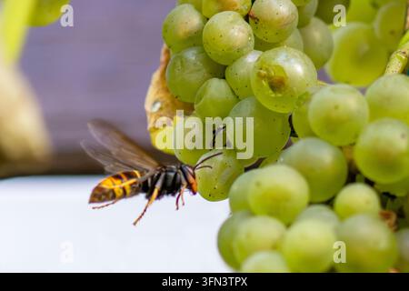 Caldana asiatica dalle zampe gialle (Vespa velutina) che si nutre di acini d'uva maturi, una specie invasiva introdotta in Europa. Foto Stock