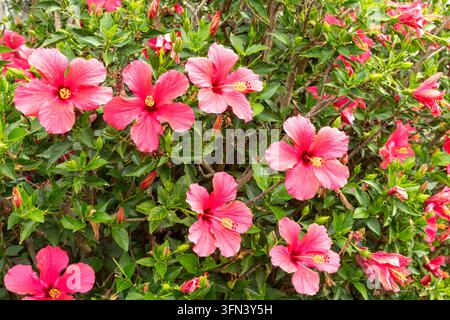 Primo piano di un fiore di ibisco rosa, Whanganui, Nuova Zelanda Foto Stock