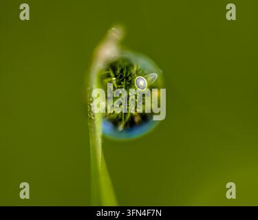 Una goccia d'acqua in primo piano si posa su uno stelo verde di pianta, riflettendo il fogliame vicino su uno sfondo verde sfocato. L'immagine presenta naturale Foto Stock