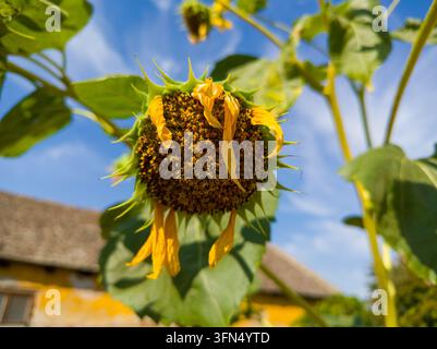 Vista a bassa angolazione di una pianta di girasole a più teste (Helianthus annuus) con una pesante testa di semi matura e petali appassiti sotto un cielo blu. Foto Stock