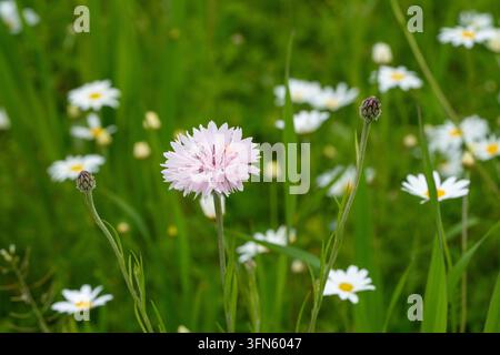 Un primo piano nitido mostra un fiore di fiordaliso rosa chiaro circondato da boccioli chiusi e lunghi steli d'erba verde. Lo sfondo sfocato mostra numerose margherite bianche Foto Stock
