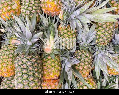 Mucchio di ananas freschi interi al mercato messicano – sfondo di frutta tropicale in primo piano Foto Stock