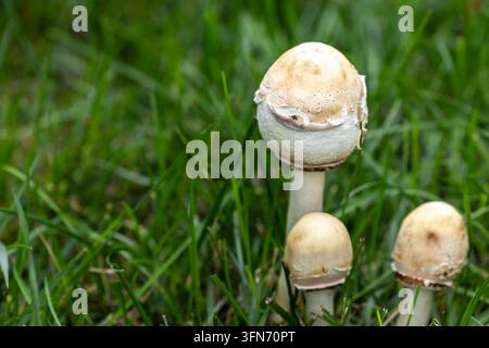 Vista ravvicinata di tre funghi pallidi che emergono dall'erba verde del prato, con un fungo più alto che si erge sopra due esemplari più piccoli. Foto Stock
