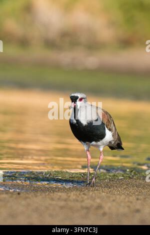 Vista verticale a corpo intero di un Chilo del Sud (Vanellus chilensis) in piedi sulla riva fangosa di una laguna costiera a Maitencillo, Cile Foto Stock