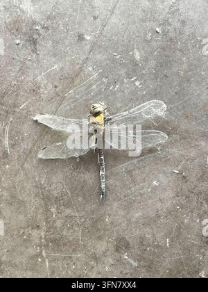 Una libellula morta con ali danneggiate che giace su una superficie grigia consumata. Vista ravvicinata dettagliata di un insetto che mostra ali trasparenti, la struttura del corpo. Foto Stock