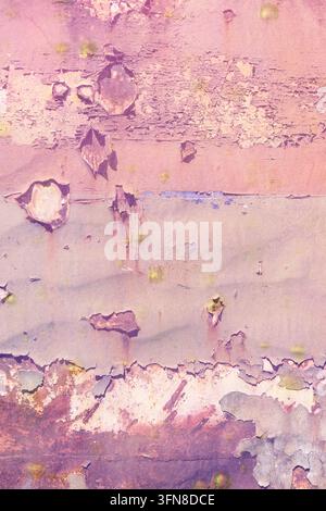 Vernice pastello rosa e viola scrostata su una vecchia superficie distrutta, che mostra strati scrostati e fascino rustico, perfetta per uno sfondo in stile vintage Foto Stock