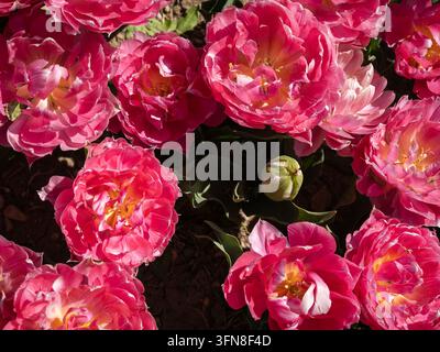 Primo piano di vibranti tulipani rosa in fiore in un giardino primaverile con una luce naturale soffusa Foto Stock