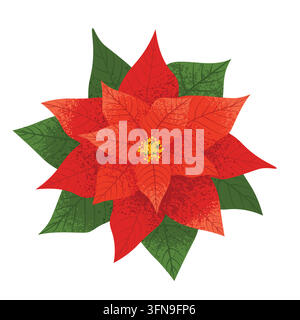 Fiore di poinsettia rosso natalizio con foglie verdi illustrazione vettoriale Illustrazione Vettoriale