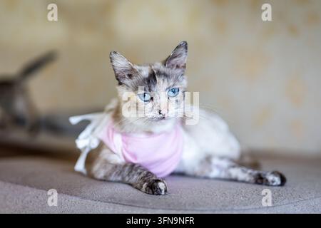 Gattino mix siamese sdraiato su una superficie tappezzata con una piccola maglietta rosa e un fiocco morbido, occhi blu brillanti che guardano verso la fotocamera in un ritratto di animali domestici accogliente in interno Foto Stock