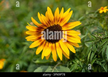 Girasole giallo con un anello marrone-rossastro e centro scuro Foto Stock
