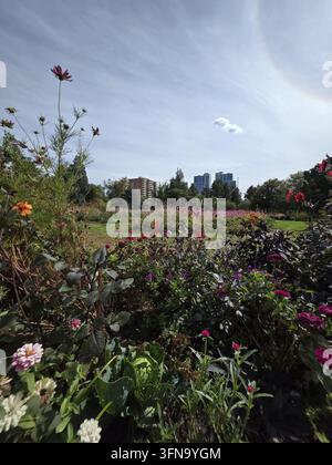Vista dei vivaci giardini floreali a Cherry Creek con una vegetazione rigogliosa e edifici cittadini lontani sotto un cielo blu terso a Denver, Colorado, Stati Uniti Foto Stock