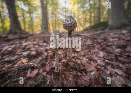 Prima vista di giovani funghi parasole, Macrolepiota Procera, che crescono sul suolo boschivo ricoperto di foglie in una faggeta sul Monte Amiata. Toscana, Italia Foto Stock