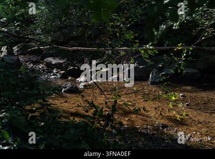 Un ruscello poco profondo e limpido che scorre su un letto roccioso e sabbioso all'interno di una foresta ombreggiata. Foto Stock