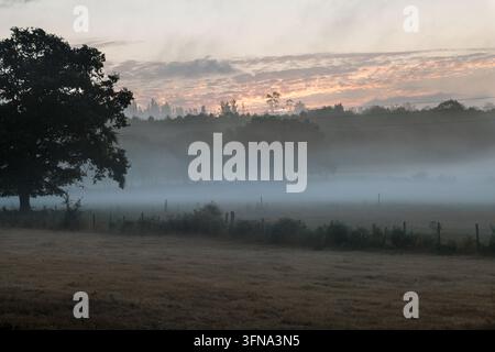 Un paesaggio sereno e nebbioso del mattino sul Camino Primitivo, con un grande albero in primo piano, un campo coperto di nebbia e una foresta lontana sotto un Foto Stock