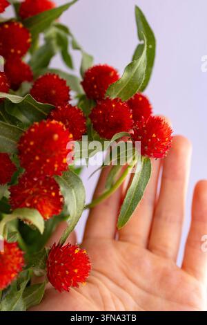Mano che tocca fiori di Amaranto rosso globo con foglie verdi in primo piano Foto Stock