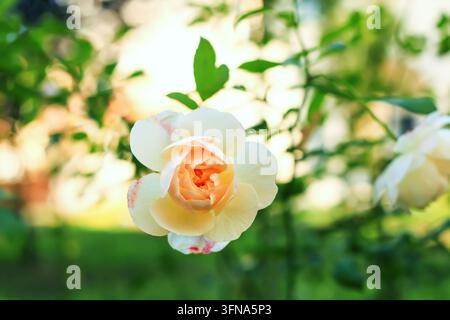 Rosa Floribunda albicocca cresce in un giardino ornamentale estivo. Fiori di rosa freschi color pesca e foglie verdi che crescono nel parco autunnale. Cespuglio di rose con sce Foto Stock