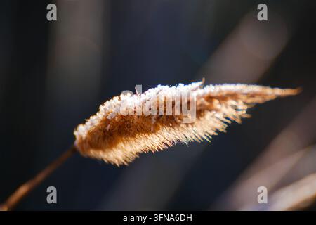 Spiga singola di giunchi pelosa ricoperta di cristalli di ghiaccio illuminata dai primi raggi del sole su uno sfondo scuro sfocato ad Alhambra, Ciudad Real. Foto Stock